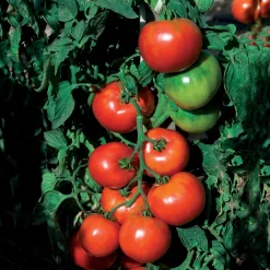 Tomate Pyros HF1 - Des tomates rondes tout l'été