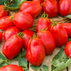 Tomate Roma VF - La reine des sauces maison