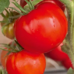 Tomate 'Saint Pierre' - La tomate ronde des étés réussis