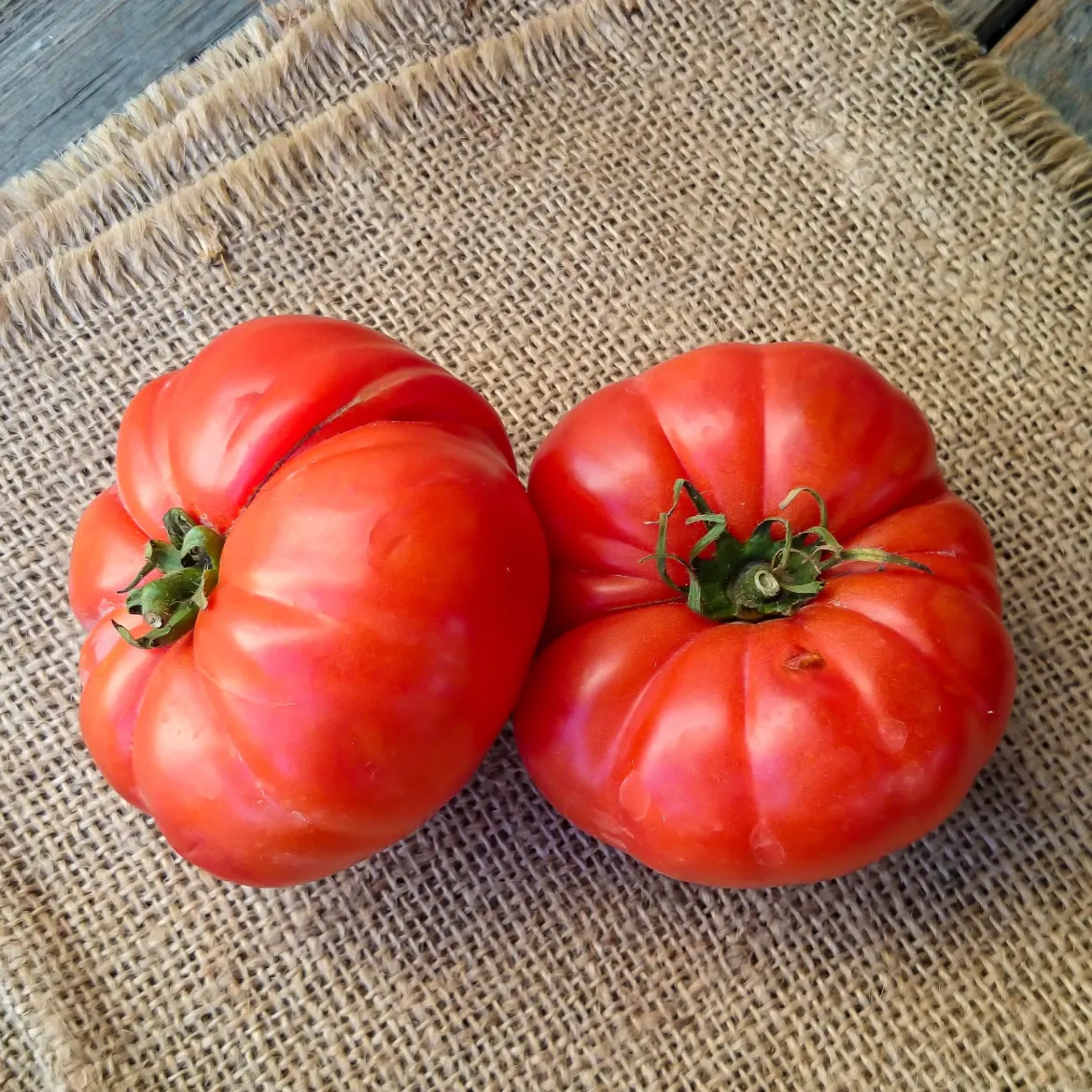 Tomate à très gros fruits Marmande - Grosses tomates gorgées de soleil