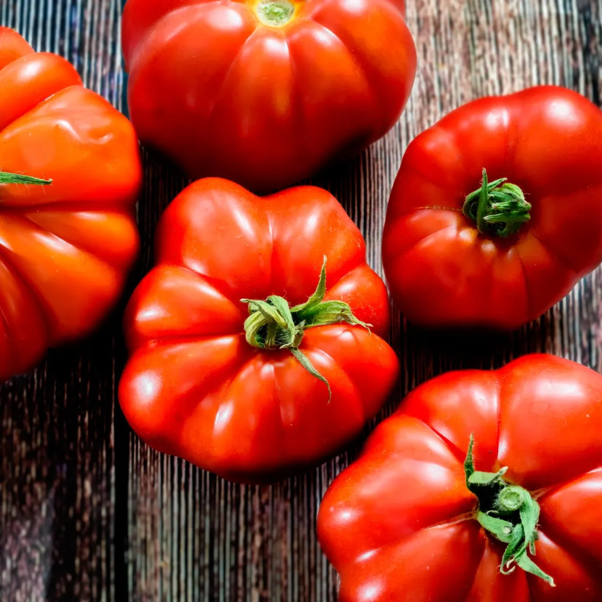 Tomate à très gros fruits Marmande - Grosses tomates gorgées de soleil