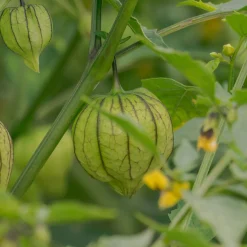 Tomatillo du Mexique - La salsa verde maison