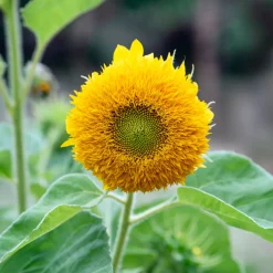Tournesol à fleur double naine Teddy Bear - Le tournesol tout doux