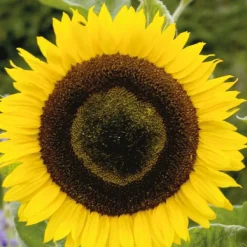 Tournesol à fleur géante 'Uniflorus Giganteus' BIO - Des fleurs géantes tout l'été