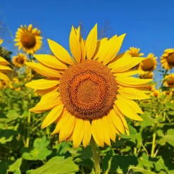 Tournesol à fleur géante 'Uniflorus Giganteus' BIO - Des fleurs géantes tout l'été