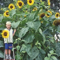 Tournesol géant Kong F1 - Jusqu'à 4 m de haut