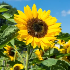 Tournesol - Le géant qui fait sourire