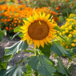 Tournesol nain 'Sunspot' - Grandes fleurs, petite taille