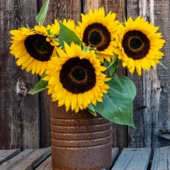 Tournesol nain 'Sunspot' - Grandes fleurs, petite taille