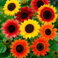 Tournesols Color Fashion en mélange - Un été haut en couleurs