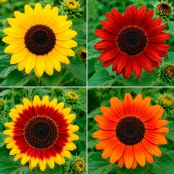 Tournesols Color Fashion en mélange - Un été haut en couleurs