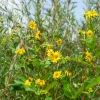 Tournesol vivace Capenoch Star - Le soleil qui revient chaque été
