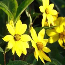 Tournesol vivace géant - Le soleil qui revient chaque été