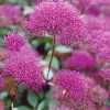 3 Trachélies - Un nuage fuchsia parfumé