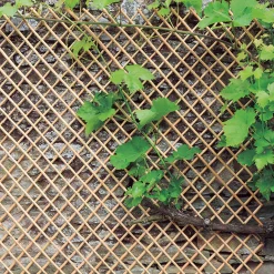 Treillis en osier naturel - Support déco et naturel