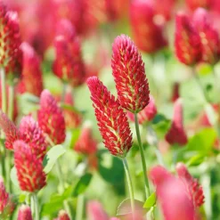 Trèfle rouge Bio - Fleurs à croquer tout l'été