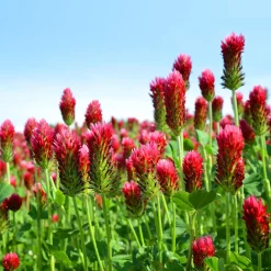 Trèfle rouge Bio - Fleurs à croquer tout l'été