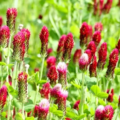 Trèfle rouge Bio - Fleurs à croquer tout l'été