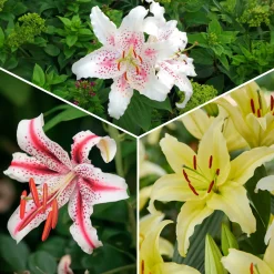 Trio de lis orientaux parfumés - Un parfum qui remplit le jardin