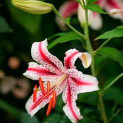 Trio de lis orientaux parfumés - Un parfum qui remplit le jardin