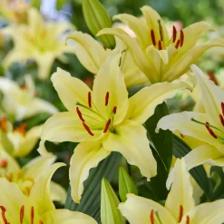 Trio de lis orientaux parfumés - Un parfum qui remplit le jardin