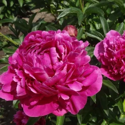 Trio de Pivoines roses et rouges - Le luxe des bouquets chez vous