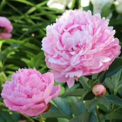 Trio de Pivoines roses et rouges - Le luxe des bouquets chez vous