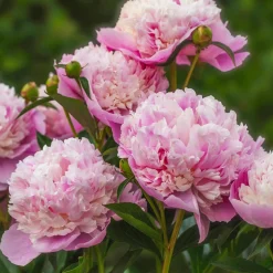 Trio de Pivoines roses et rouges - Le luxe des bouquets chez vous