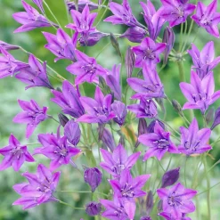 100 Triteleia Queen Fabiola - Un nuage bleu tout l'été