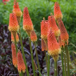 Tritoma Alcazar - Des flammes orange au jardin