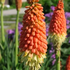 Tritoma Alcazar - Des flammes orange au jardin