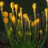 Tritoma citrina - Le soleil dans vos massifs