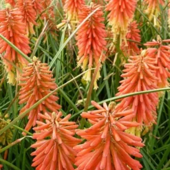 Tritoma Redhot Popsicle - Un feu d'artifice au jardin