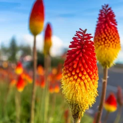 Tritoma Royal Standard - Des flammes orange au jardin
