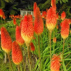 5 Tritomas - Des flammes dans le jardin