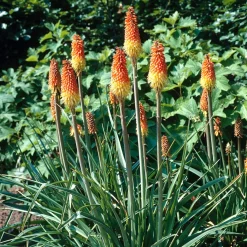 5 Tritomas - Des flammes dans le jardin