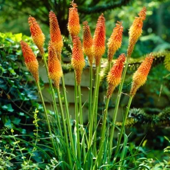 5 Tritomas - Des flammes dans le jardin