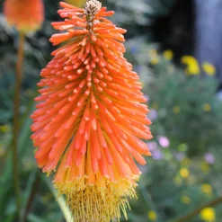 5 Tritomas - Des flammes dans le jardin