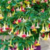 Trompette des anges 'Tricolor' - Fleurs XXL, parfum du soir