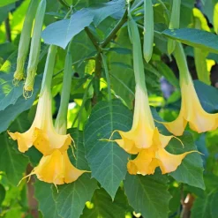 Trompette des anges 'Tricolor' - Fleurs XXL, parfum du soir