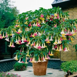 Trompette des anges 'Tricolor' - Fleurs XXL, parfum du soir