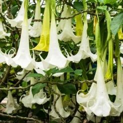 Trompette des anges 'Tricolor' - Fleurs XXL, parfum du soir
