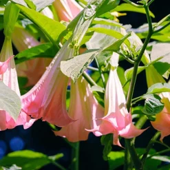 Trompette des anges 'Tricolor' - Fleurs XXL, parfum du soir
