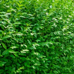 Troène commun Atrovirens - Une haie dense en un rien de temps