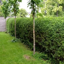 Troène de Californie Ligustrum ovalifolium - Une haie dense en un rien de temps