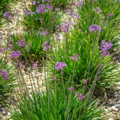 3 Tulbaghia violacea - Fleurs et saveur d'ail réunies