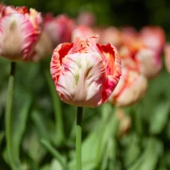 Tulipe Apricot Parrot - Une floraison spectaculaire