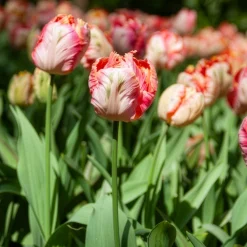 Tulipe Apricot Parrot - Une floraison spectaculaire