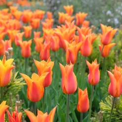 Tulipe Ballerina - Le parfum rare des tulipes