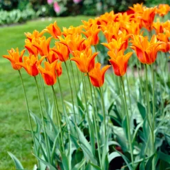 Tulipe Ballerina - Le parfum rare des tulipes